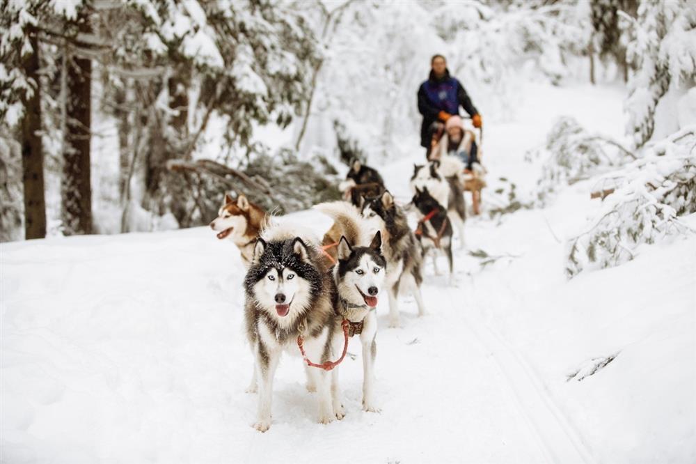 Топ 10 мест в спб ленинградской области для зимнего отдыха на 1 день выходные активный хаски белый ветер